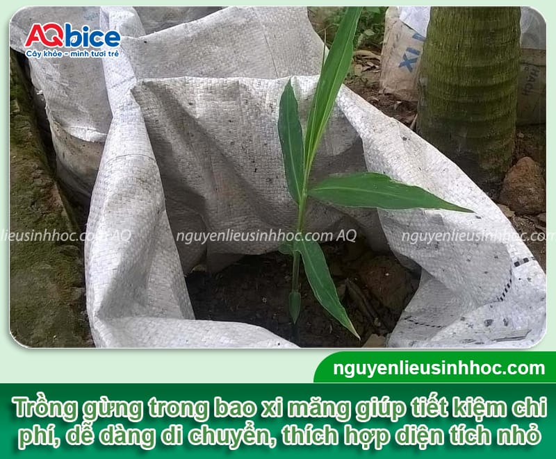 Cách trồng gừng trong bao tại nhà, nhanh thu hoạch