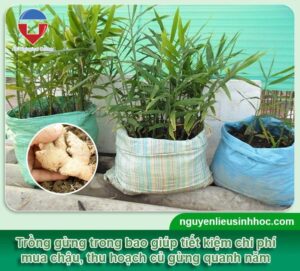 Hướng dẫn cách trồng gừng trong bao đơn giản tại nhà