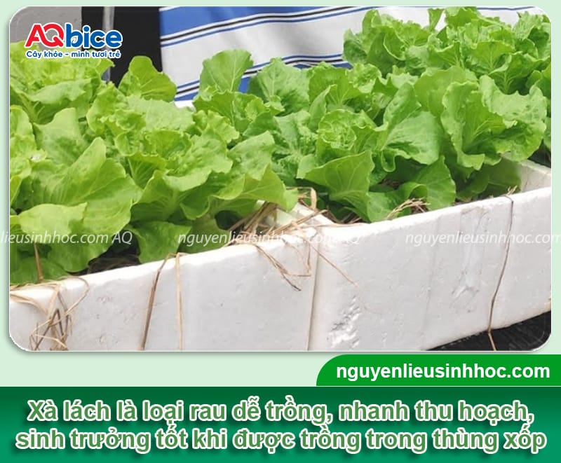 Hướng dẫn trồng xà lách trong thùng xốp ngay tại nhà