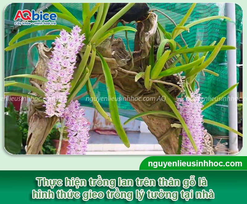 Hướng dẫn cách trồng lan trên thân cây khô đơn giản
