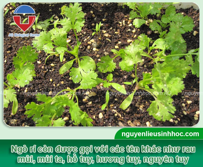 Cách trồng ngò rí thật hiệu quả, năng suất cao