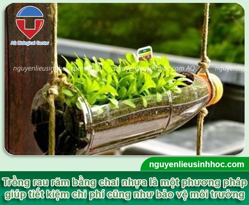 Trồng rau răm bằng chai nhựa đạt năng suất cao