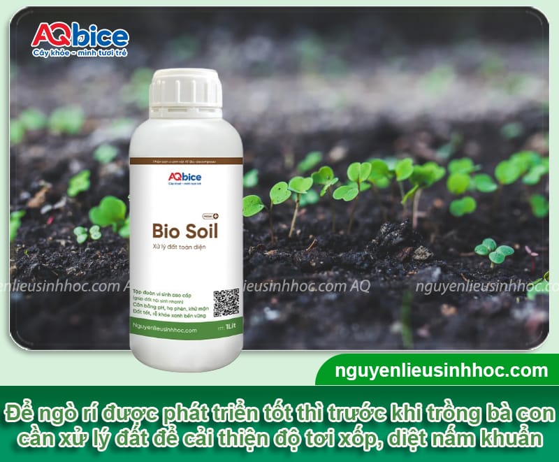 Cách trồng ngò rí tại nhà đơn giản, nhanh thu hoạch 2 Cách trồng ngò rí tại nhà đơn giản, nhanh thu hoạch