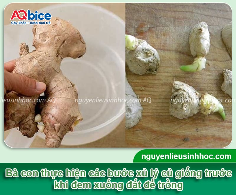 Cách trồng gừng trong bao tại nhà, nhanh thu hoạch