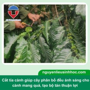 Quy trình chăm sóc cà phê sau thu hoạch chuẩn kỹ thuật