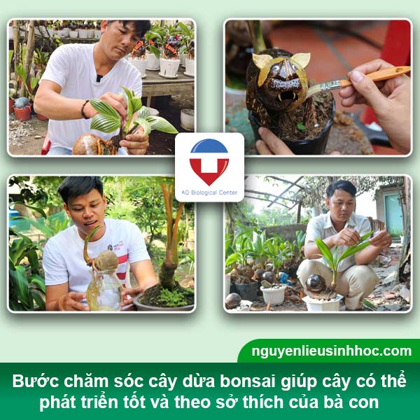 Tiến hành cách trồng dừa bonsai tại nhà