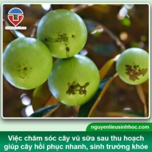 Quy trình chăm sóc vú sữa sau thu hoạch loại bỏ mầm bệnh