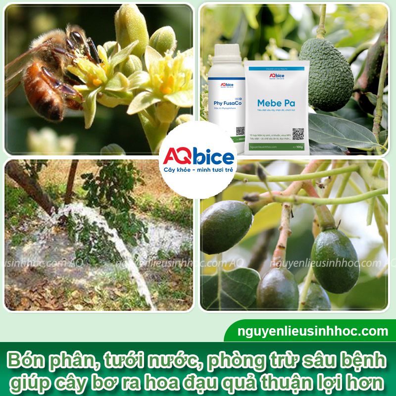 Vì sao cây bơ ra hoa không đậu quả? Cách xử lý hiệu quả 3 Vì sao cây bơ ra hoa không đậu quả? Cách xử lý hiệu quả