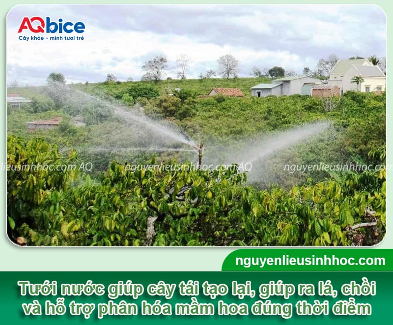 Quy trình chăm sóc cà phê sau thu hoạch đúng chuẩn kỹ thuật