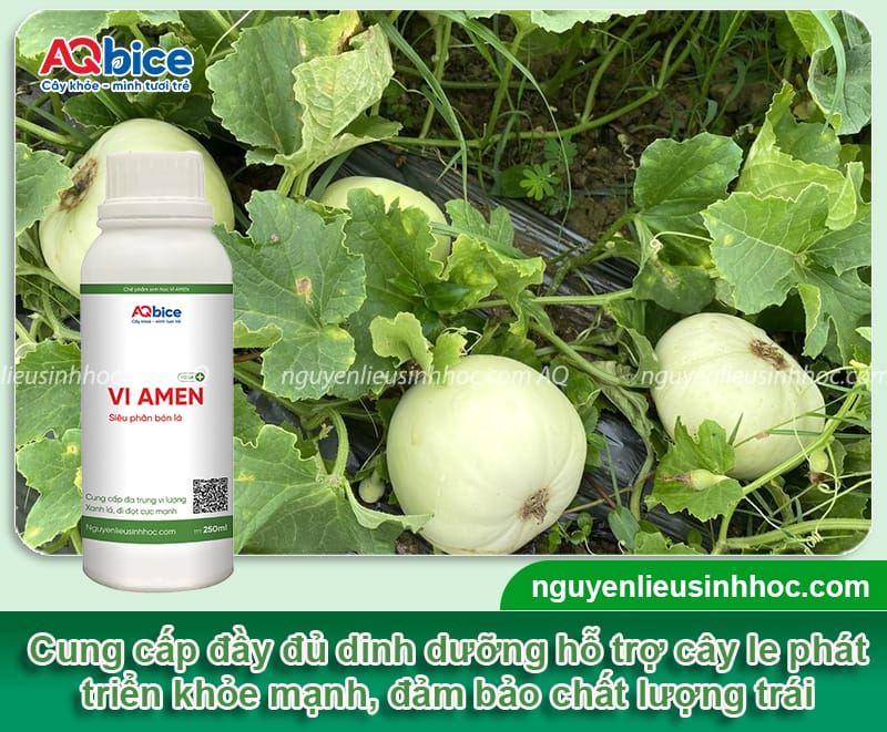 Thời vụ trồng dưa lê ở miền Bắc: Hướng dẫn từ A đến Z 6 Thời vụ trồng dưa lê ở miền Bắc: Hướng dẫn từ A đến Z