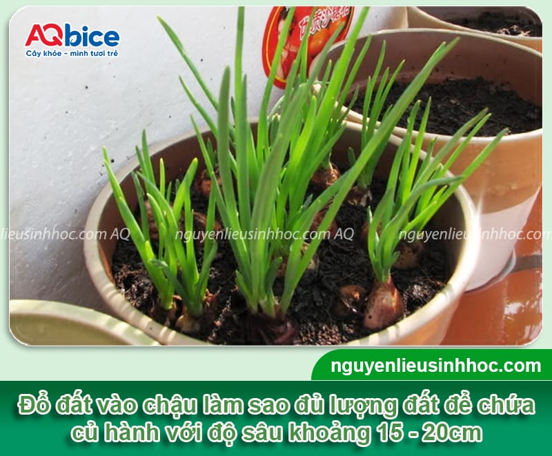 Cách trồng hành lá bằng củ đơn giản tại nhà, nhanh thu hoạch 3 Cách trồng hành lá bằng củ đơn giản tại nhà, nhanh thu hoạch