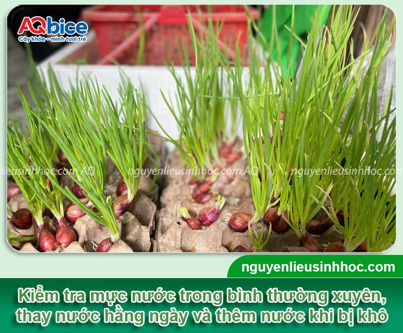 Cách trồng hành lá bằng củ đơn giản tại nhà, nhanh thu hoạch 5 Cách trồng hành lá bằng củ đơn giản tại nhà, nhanh thu hoạch