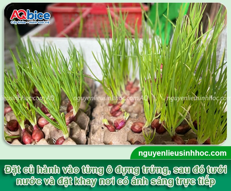 Cách trồng hành lá bằng củ đơn giản tại nhà, nhanh thu hoạch 4 Cách trồng hành lá bằng củ đơn giản tại nhà, nhanh thu hoạch