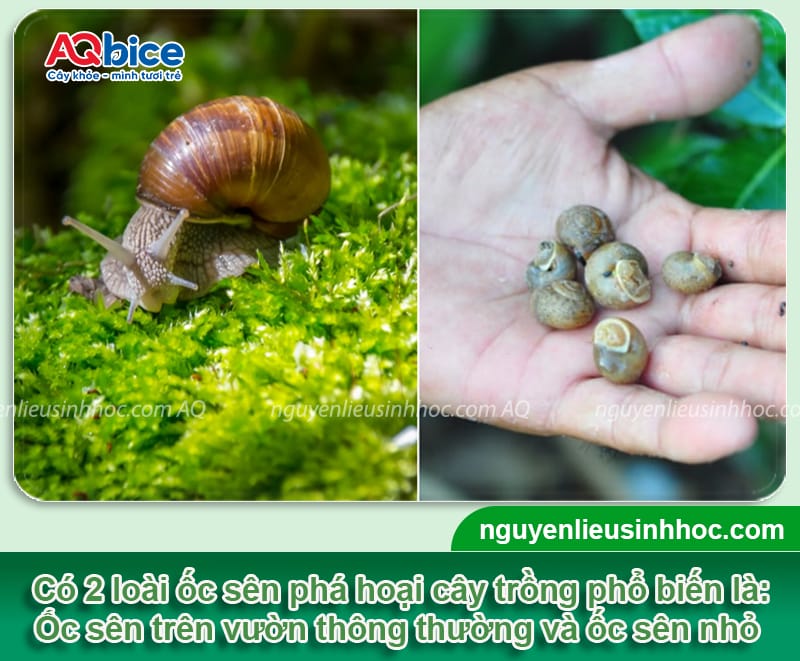 Ốc sên hại cây trồng ra sao? Cách xử lý tận gốc, triệt để