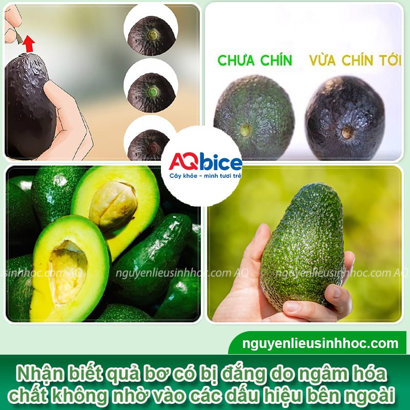 Bơ bị đắng nguyên nhân do đâu? Cách xử lý hiệu quả 3 Bơ bị đắng nguyên nhân do đâu? Cách xử lý hiệu quả
