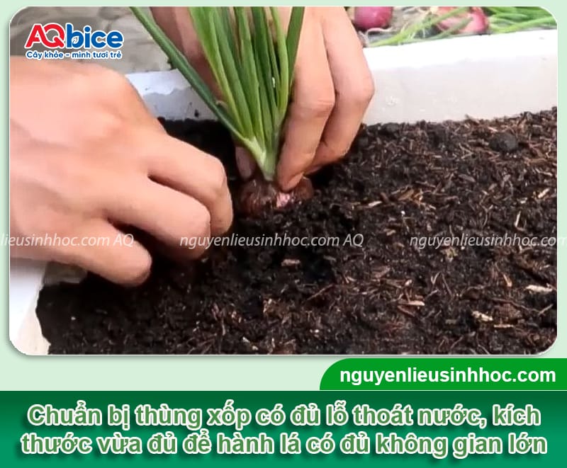 Cách trồng hành lá bằng củ đơn giản tại nhà, nhanh thu hoạch 2 Cách trồng hành lá bằng củ đơn giản tại nhà, nhanh thu hoạch