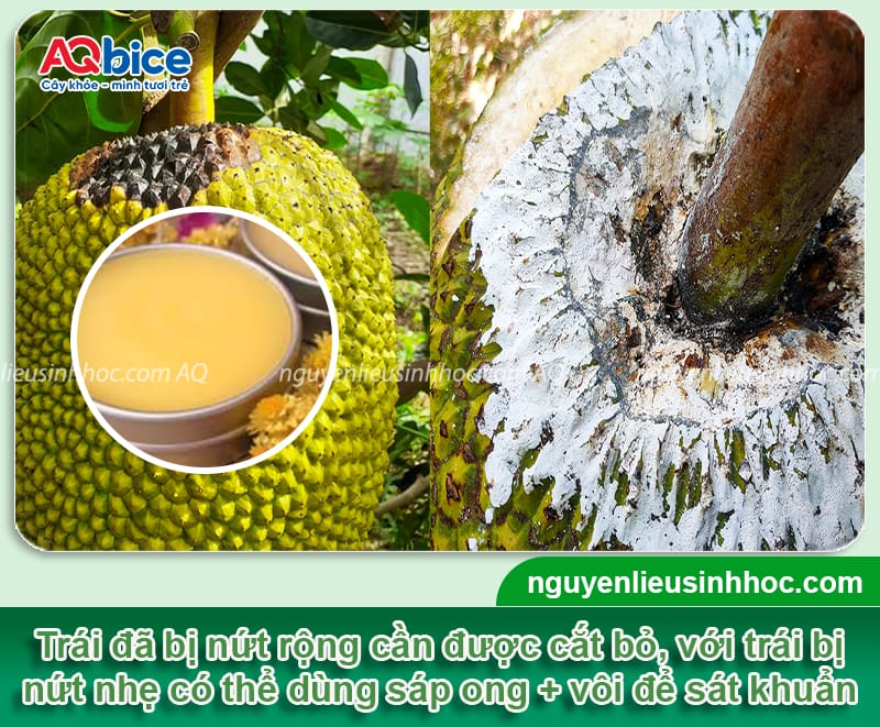 Mít bị nứt trái nguyên nhân do đâu? Cách xử lý hiệu quả 3 Mít bị nứt trái nguyên nhân do đâu? Cách xử lý hiệu quả