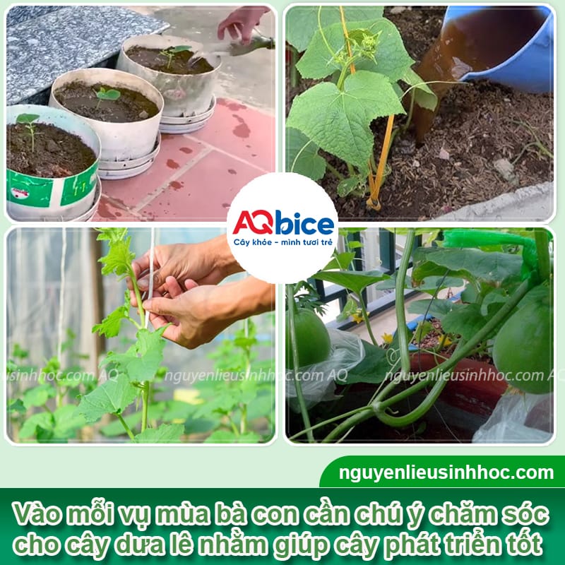 Thời vụ trồng dưa lê ở miền Bắc: Hướng dẫn từ A đến Z 5 Thời vụ trồng dưa lê ở miền Bắc: Hướng dẫn từ A đến Z