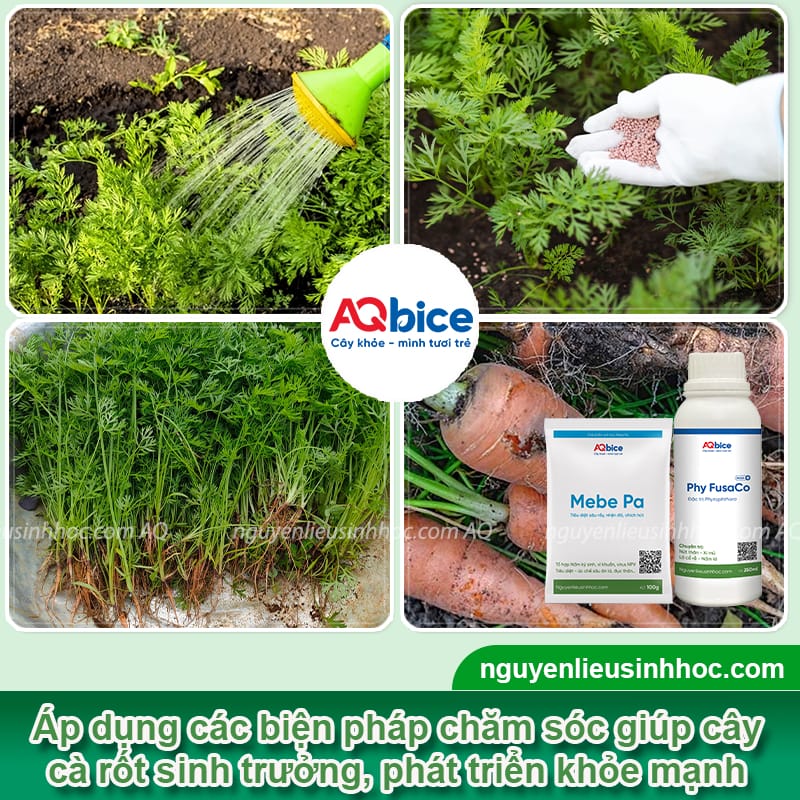 Bí quyết cách trồng cà rốt ra củ to, đạt năng suất cao