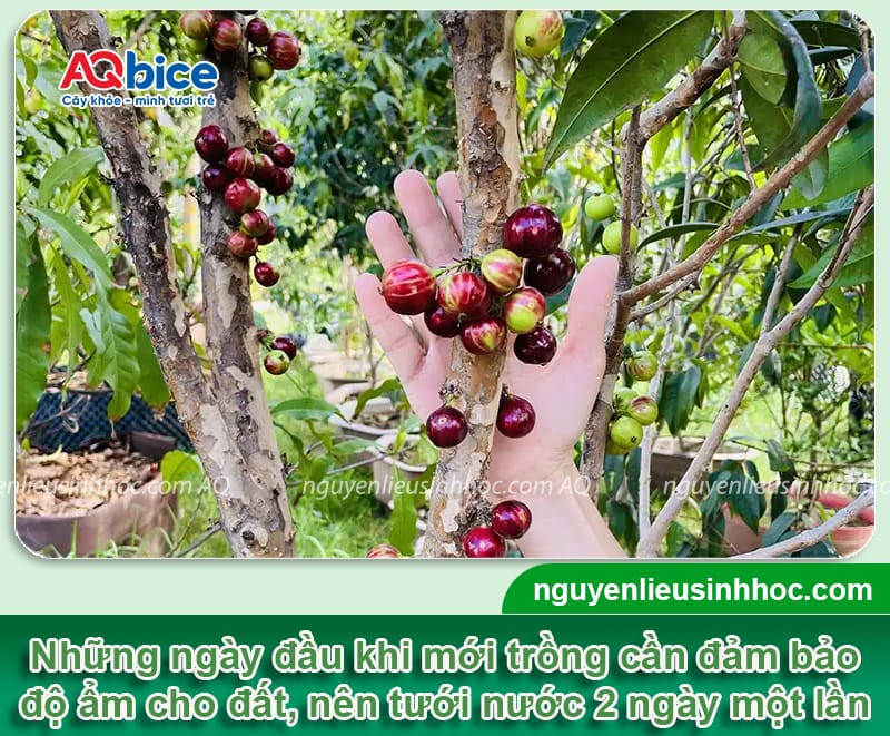 Cách trồng nho thân gỗ và chăm sóc nhanh lớn, mau ra trái 3 Cách trồng nho thân gỗ và chăm sóc nhanh lớn, mau ra trái