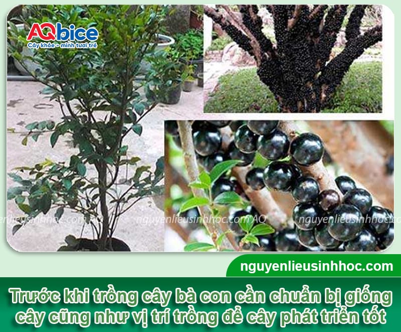 Cách trồng nho thân gỗ và chăm sóc nhanh lớn, mau ra trái 2 Cách trồng nho thân gỗ và chăm sóc nhanh lớn, mau ra trái