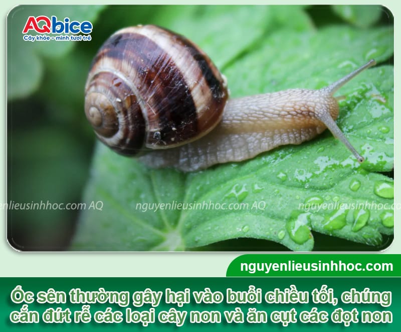 Ốc sên hại cây trồng ra sao? Cách xử lý tận gốc, triệt để