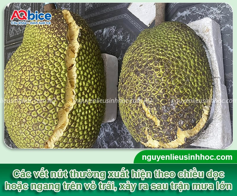 Mít bị nứt trái nguyên nhân do đâu? Cách xử lý hiệu quả