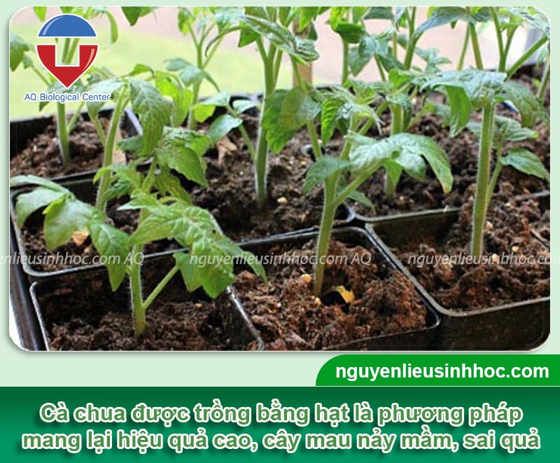 Hướng dẫn cách trồng cà chua từ hạt nảy mầm 100%, sai quả