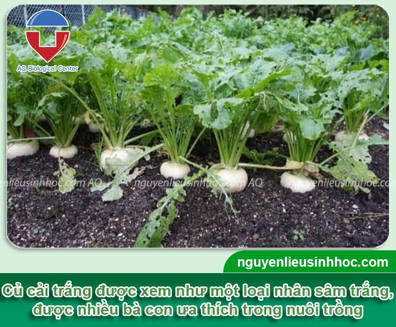 Cách trồng củ cải trắng và chăm sóc cho củ to, năng suất cao