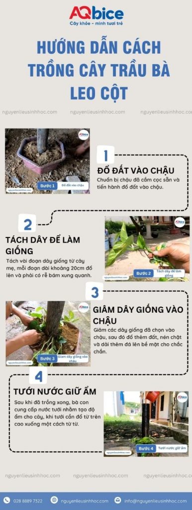 Cách trồng trầu bà leo cột tại nhà và Ý nghĩa phong thủy 5 Cách trồng trầu bà leo cột tại nhà và Ý nghĩa phong thủy