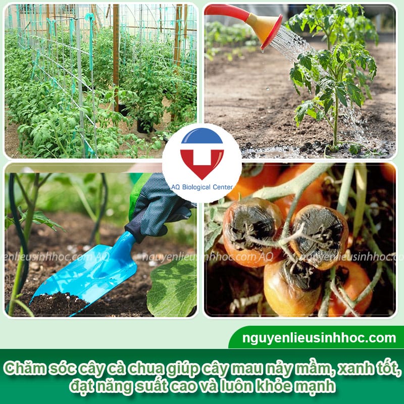 Hướng dẫn cách trồng cà chua từ hạt nảy mầm 100%, sai quả