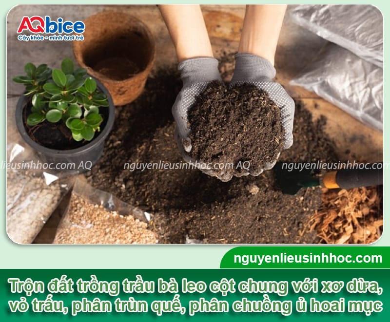 Cách trồng trầu bà leo cột tại nhà và Ý nghĩa phong thủy 4 Cách trồng trầu bà leo cột tại nhà và Ý nghĩa phong thủy
