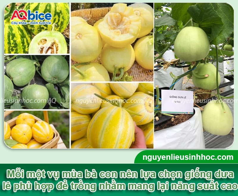 Thời vụ trồng dưa lê ở miền Bắc: Hướng dẫn từ A đến Z 4 Thời vụ trồng dưa lê ở miền Bắc: Hướng dẫn từ A đến Z