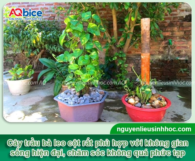 Cách trồng trầu bà leo cột tại nhà và Ý nghĩa phong thủy 1 Cách trồng trầu bà leo cột tại nhà và Ý nghĩa phong thủy
