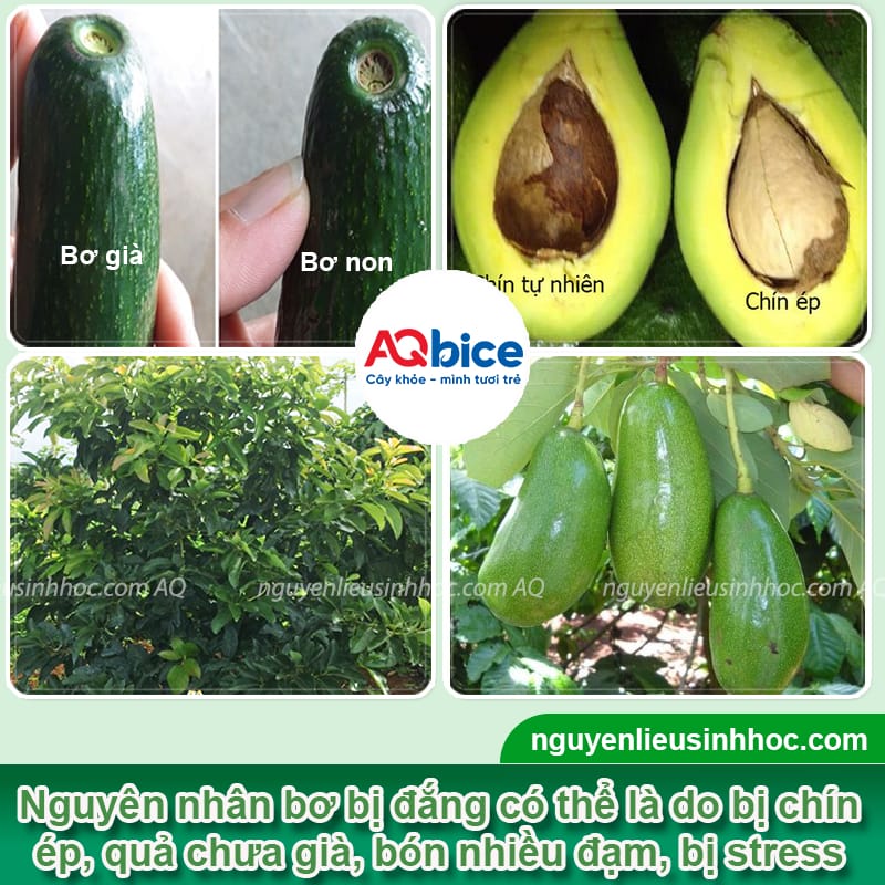 Bơ bị đắng nguyên nhân do đâu? Cách xử lý hiệu quả 2 Bơ bị đắng nguyên nhân do đâu? Cách xử lý hiệu quả