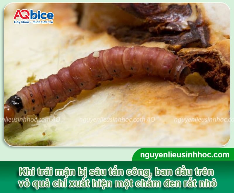 Phòng trị sâu đục trái mận tận gốc, không tái phát lại