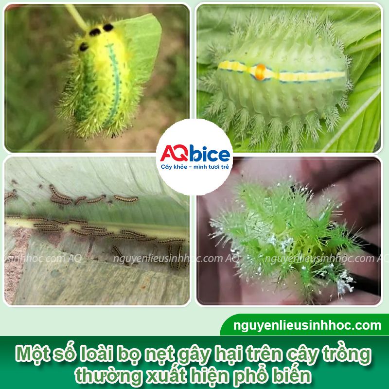 Sâu bọ nẹt: Nhận biết và phòng trừ dứt điểm, hiệu quả nhanh 3 Sâu bọ nẹt: Nhận biết và phòng trừ dứt điểm, hiệu quả nhanh