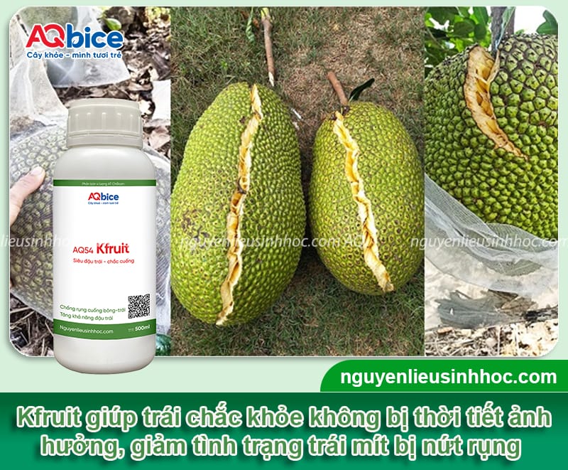 Mít bị nứt trái nguyên nhân do đâu? Cách xử lý hiệu quả 4 Mít bị nứt trái nguyên nhân do đâu? Cách xử lý hiệu quả