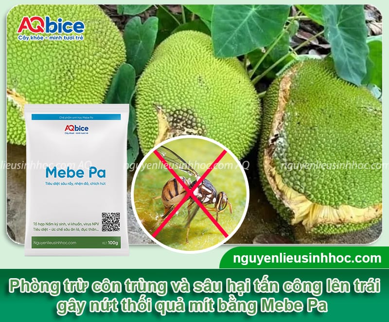 Mít bị nứt trái nguyên nhân do đâu? Cách xử lý hiệu quả 5 Mít bị nứt trái nguyên nhân do đâu? Cách xử lý hiệu quả