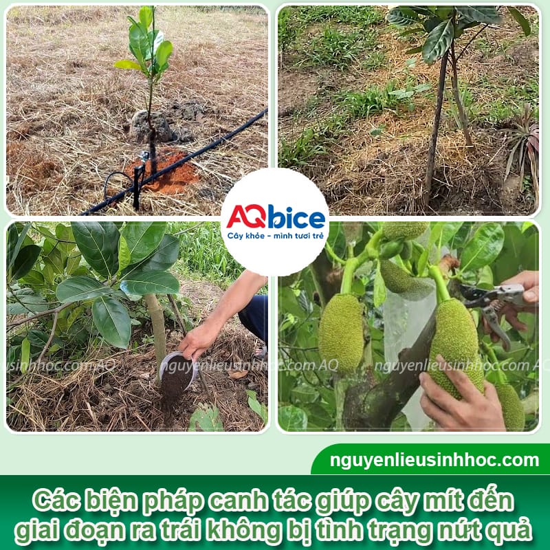 Mít bị nứt trái nguyên nhân do đâu? Cách xử lý hiệu quả 6 Mít bị nứt trái nguyên nhân do đâu? Cách xử lý hiệu quả