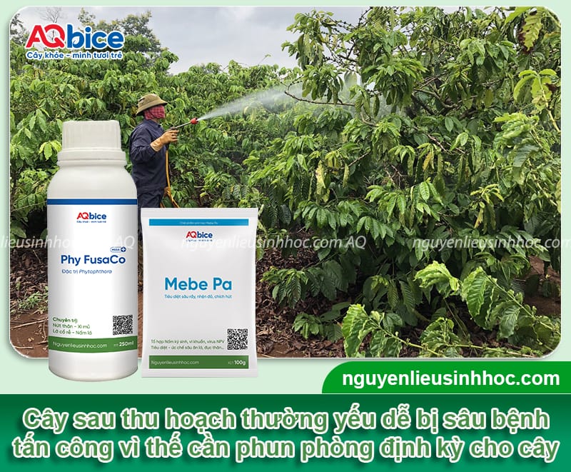 Quy trình chăm sóc cà phê sau thu hoạch đúng chuẩn kỹ thuật