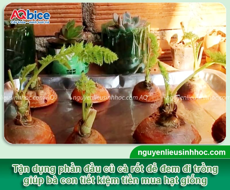 Bí quyết cách trồng cà rốt ra củ to, đạt năng suất cao