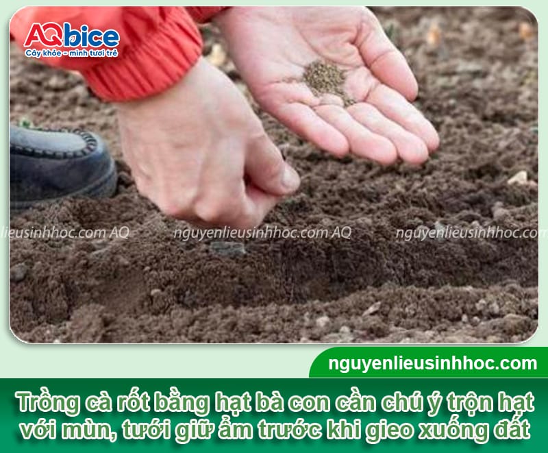 Bí quyết cách trồng cà rốt ra củ to, đạt năng suất cao