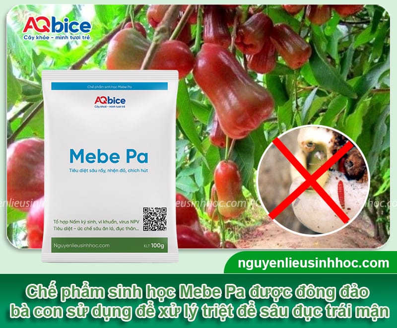 Phòng trị sâu đục trái mận tận gốc, không tái phát lại