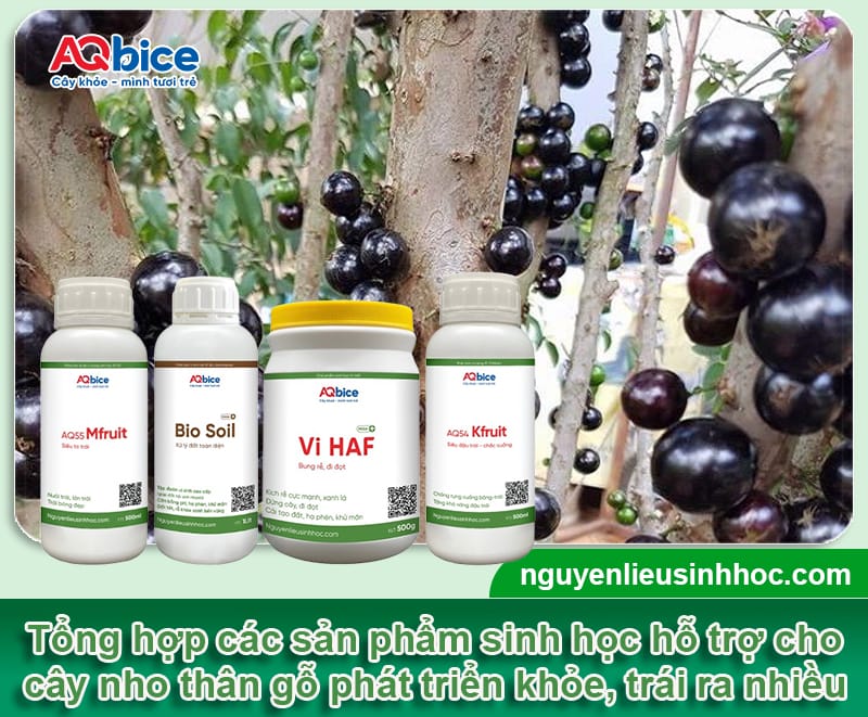 Cách trồng nho thân gỗ và chăm sóc nhanh lớn, mau ra trái 4 Cách trồng nho thân gỗ và chăm sóc nhanh lớn, mau ra trái
