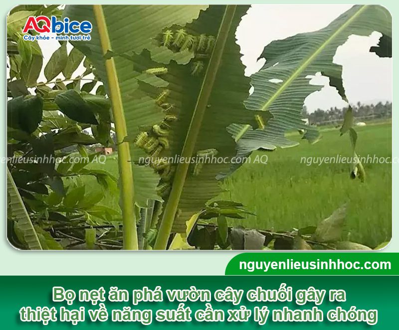Sâu bọ nẹt: Nhận biết và phòng trừ dứt điểm, hiệu quả nhanh 4 Sâu bọ nẹt: Nhận biết và phòng trừ dứt điểm, hiệu quả nhanh