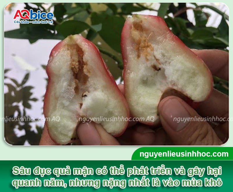 Phòng trị sâu đục trái mận tận gốc, không tái phát lại