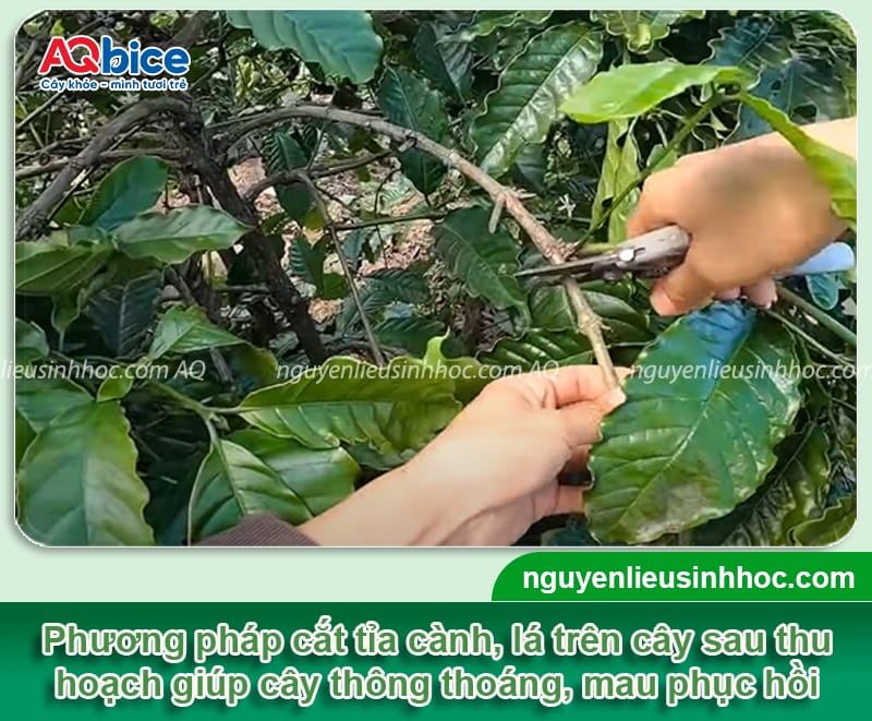 Quy trình chăm sóc cà phê sau thu hoạch đúng chuẩn kỹ thuật 10 Quy trình chăm sóc cà phê sau thu hoạch đúng chuẩn kỹ thuật