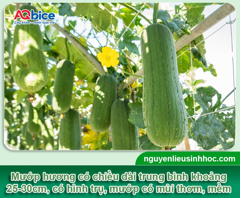 Trồng mướp vào tháng mấy để sai quả, đạt năng suất cao