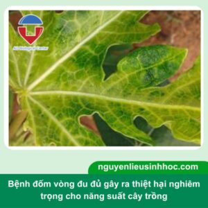 Cách phòng trừ bệnh đốm vòng đu đủ hiệu quả, an toàn